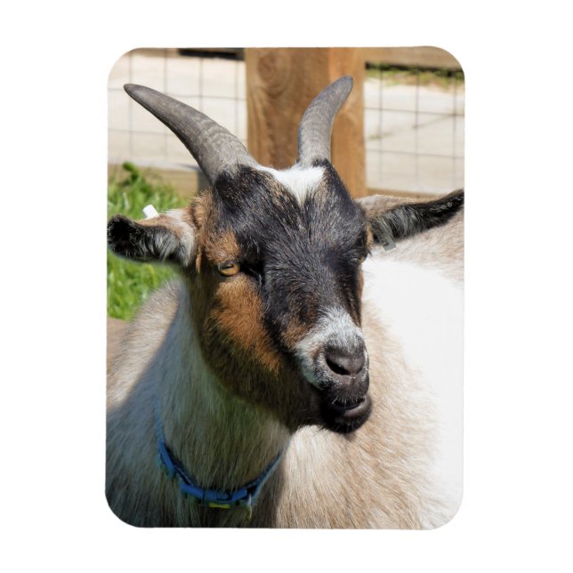 GOAT MAGNET (Vertikal)