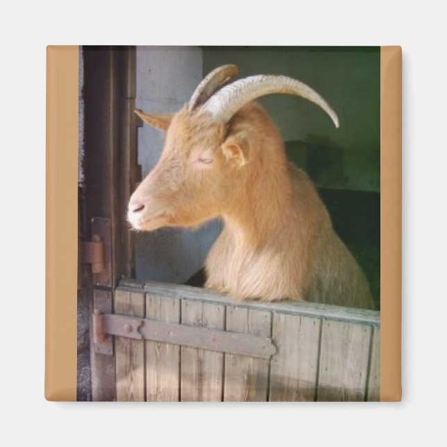 Goat Magnet (Framsidan)