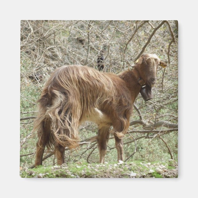 Goat Magnet (Framsidan)