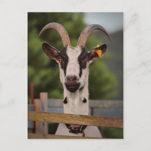 Goat med Horns som står upp mot Fence Vykort