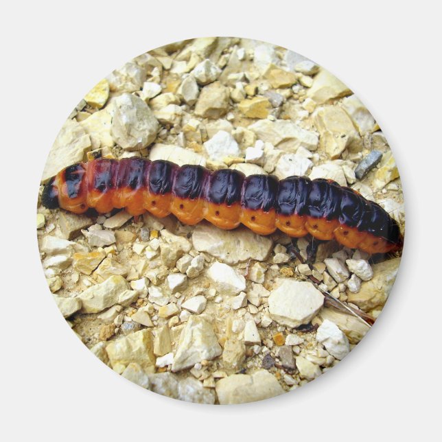 Goat Moth Caterpelare Magnet (Framsidan)