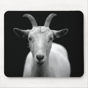Goat Musmatta