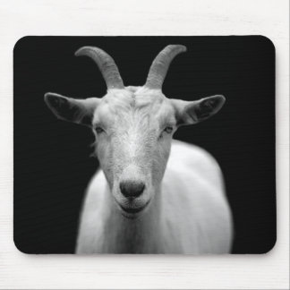 Goat Musmatta