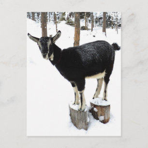 Goat Named Flower 2014 Postcard Vykort