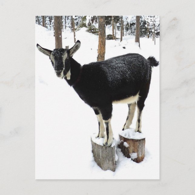 Goat Named Flower 2014 Postcard Vykort (Framsida)