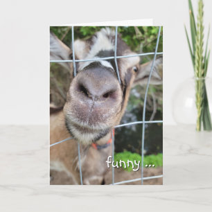Goat Nose Birthday Humor Kort