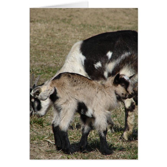 Goat och Goat Kid Hälsningskort (Framsidan)