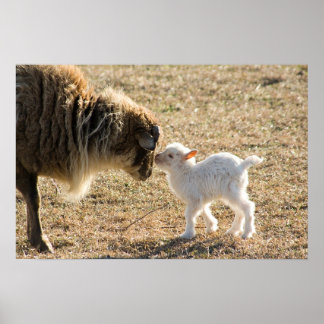 Goat och hennes Baby-utskrift Poster