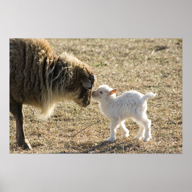 Goat och hennes Baby-utskrift Poster (Framsidan)