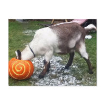 Goat och Pumpkin-vykort