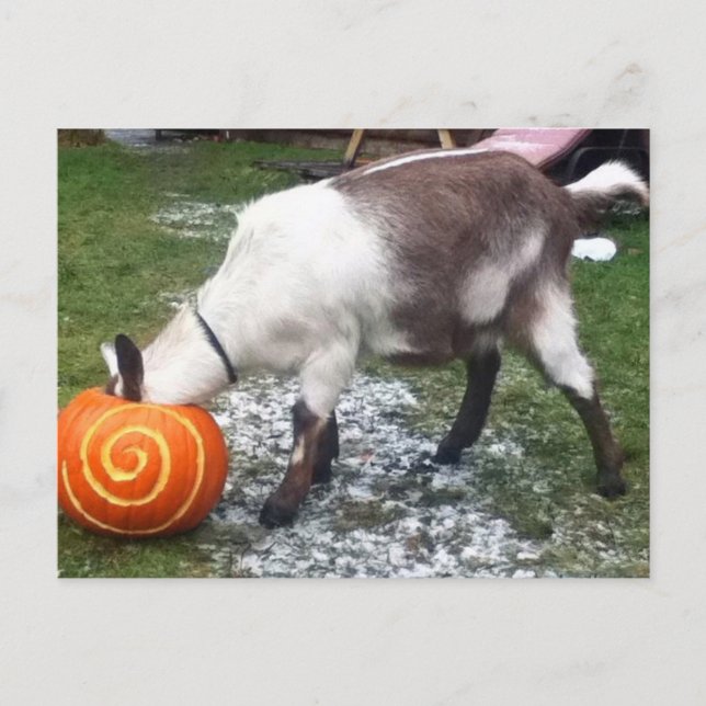 Goat och Pumpkin-vykort Vykort (Framsida)