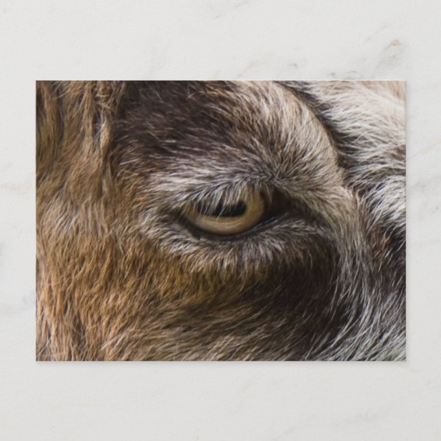 Goat öga vykort (Framsida)