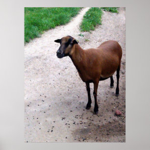 Goat på väg Poster