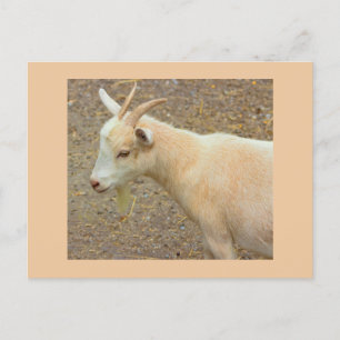Goat Photo Postcard Vykort