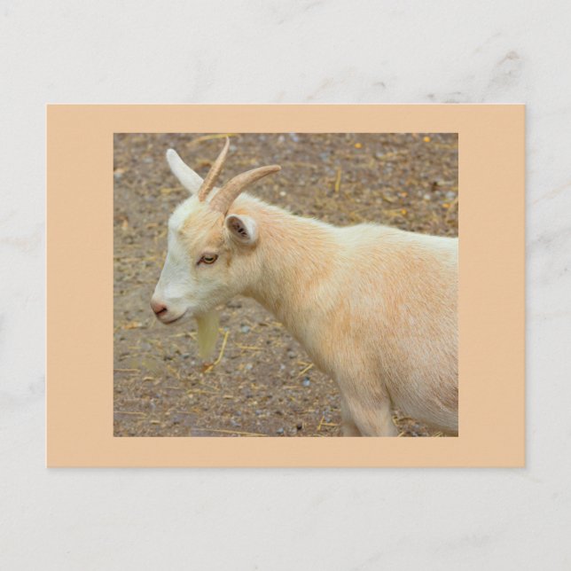 Goat Photo Postcard Vykort (Framsida)