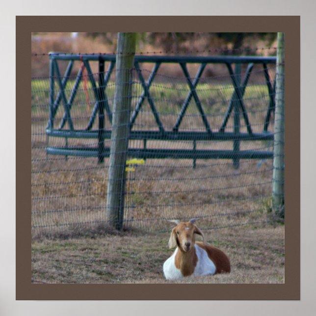 Goat Photo Poster (Framsidan)