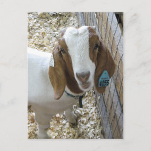 Goat Porträtt Vykort