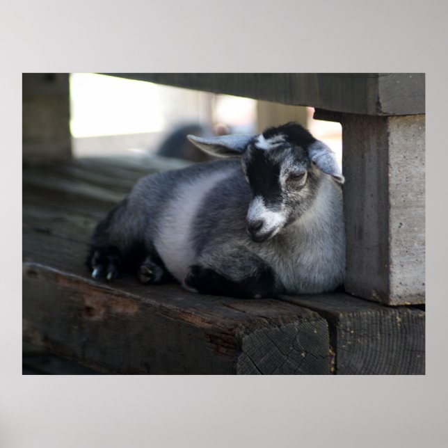 Goat Poster (Framsidan)