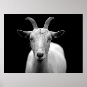 Goat Poster