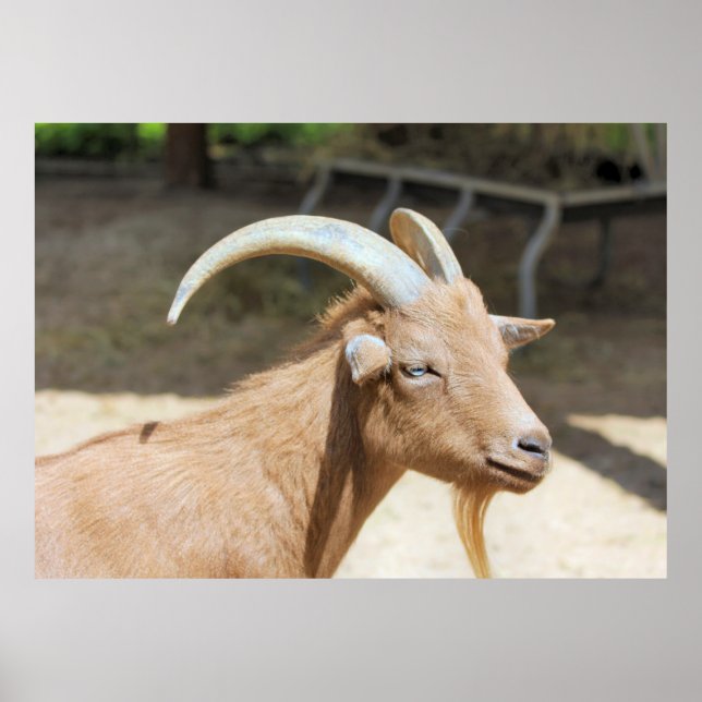 Goat Poster (Framsidan)