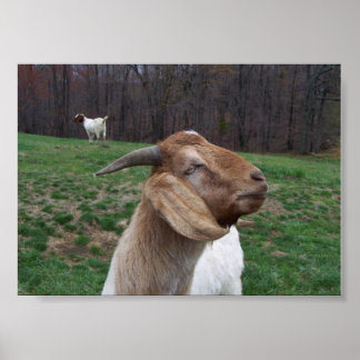 Goat Poster