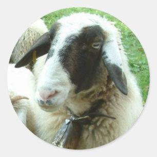 Goat Runt Klistermärke