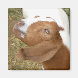 Goat-se Magnet