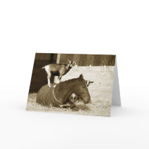 Goat Ständiga på patienthäst