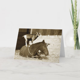 Goat Ständiga på patienthäst Kort