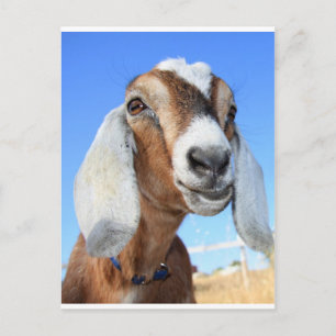 Goat star 1.jpg vykort