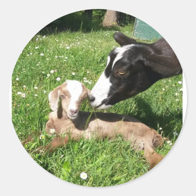Goat Stickers uppsättning 6 Runt Klistermärke (Framsida)