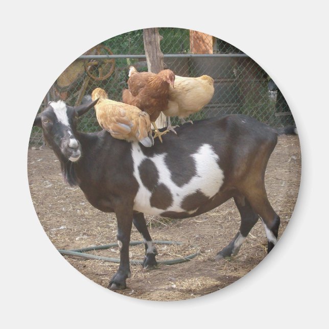 Goat taxi magnet (Framsidan)