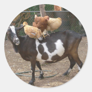 Goat taxi runt klistermärke
