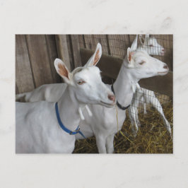 Goat Trio Vykort