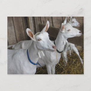 Goat Trio Vykort