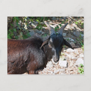 Goat Vykort