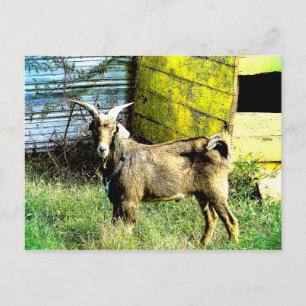 Goat Vykort
