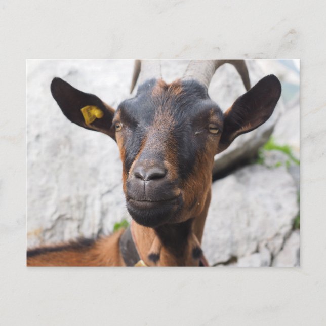 Goat Vykort (Framsida)