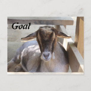 Goat Vykort