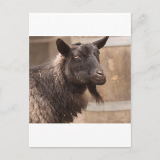 Goat Vykort