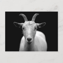 Goat Vykort