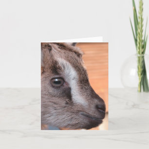 Goat Watching Television Kort