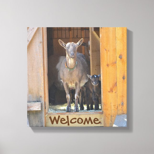 Goat Wrapped Canvas (Framsida)