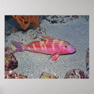 Goatfish Poster