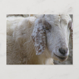 Goats ansikte ler! vykort