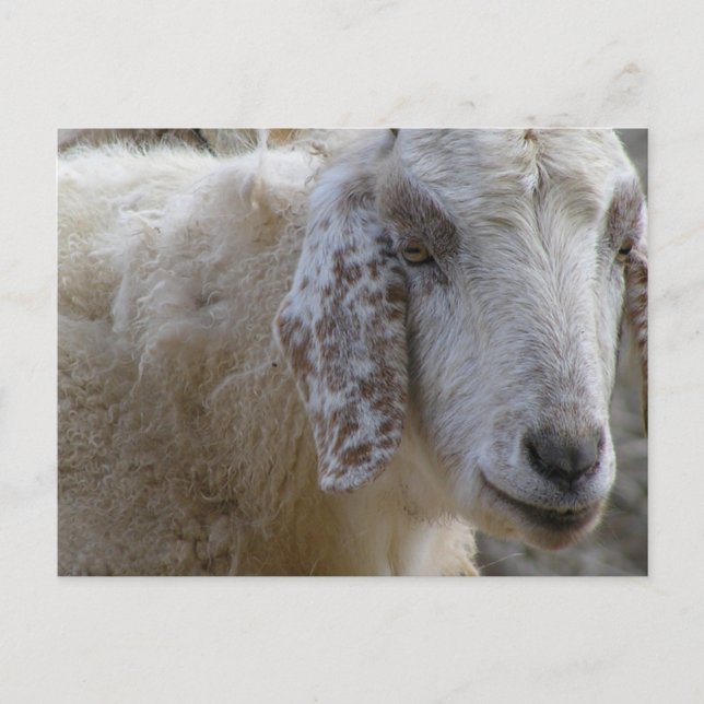Goats ansikte ler! vykort (Framsida)