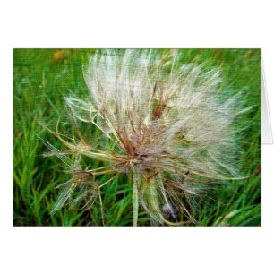 Goats Beard Hälsningskort