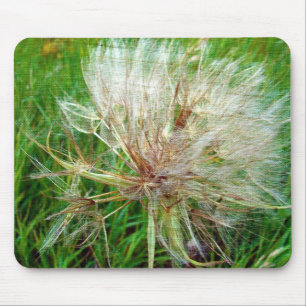 Goats Beard Musmatta
