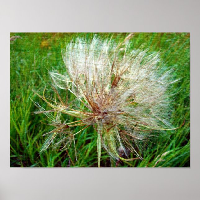 Goats Beard Poster (Framsidan)