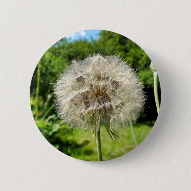 Goatsbeard WildblomBadge Knapp (Framsida)